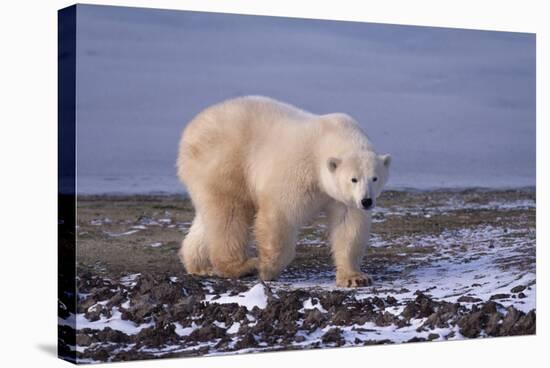 Polar Bear Walking on Rocks-DLILLC-Stretched Canvas