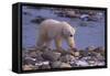 Polar Bear Walking on Rocks-DLILLC-Framed Stretched Canvas