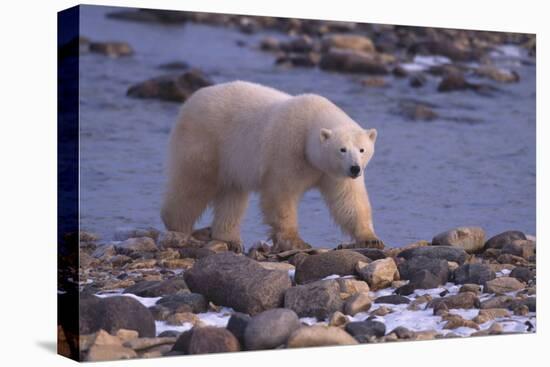 Polar Bear Walking on Rocks-DLILLC-Stretched Canvas