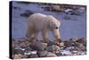 Polar Bear Walking on Rocks-DLILLC-Stretched Canvas