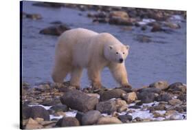 Polar Bear Walking on Rocks-DLILLC-Stretched Canvas