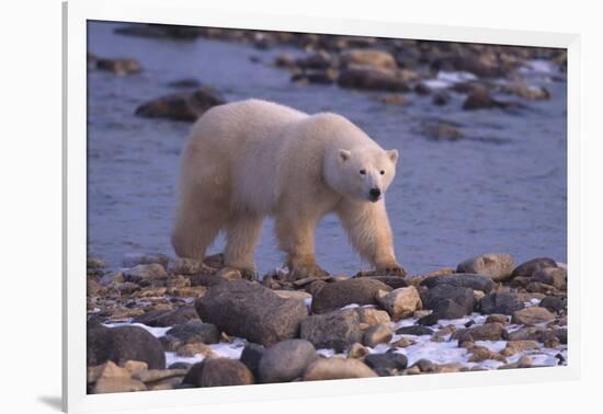 Polar Bear Walking on Rocks-DLILLC-Framed Photographic Print