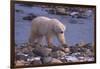 Polar Bear Walking on Rocks-DLILLC-Framed Photographic Print