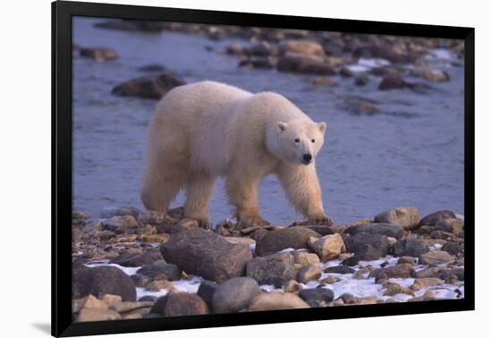 Polar Bear Walking on Rocks-DLILLC-Framed Photographic Print