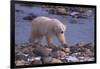 Polar Bear Walking on Rocks-DLILLC-Framed Photographic Print