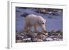 Polar Bear Walking on Rocks-DLILLC-Framed Photographic Print