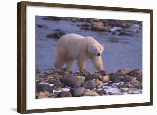 Polar Bear Walking on Rocks-DLILLC-Framed Photographic Print