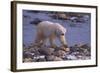 Polar Bear Walking on Rocks-DLILLC-Framed Photographic Print