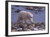 Polar Bear Walking on Rocks-DLILLC-Framed Photographic Print