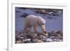 Polar Bear Walking on Rocks-DLILLC-Framed Photographic Print