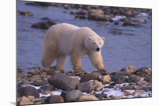 Polar Bear Walking on Rocks-DLILLC-Mounted Photographic Print