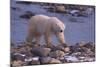 Polar Bear Walking on Rocks-DLILLC-Mounted Photographic Print