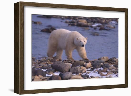 Polar Bear Walking on Rocks-DLILLC-Framed Photographic Print