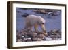 Polar Bear Walking on Rocks-DLILLC-Framed Photographic Print