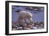 Polar Bear Walking on Rocks-DLILLC-Framed Photographic Print