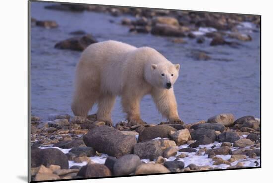 Polar Bear Walking on Rocks-DLILLC-Mounted Photographic Print