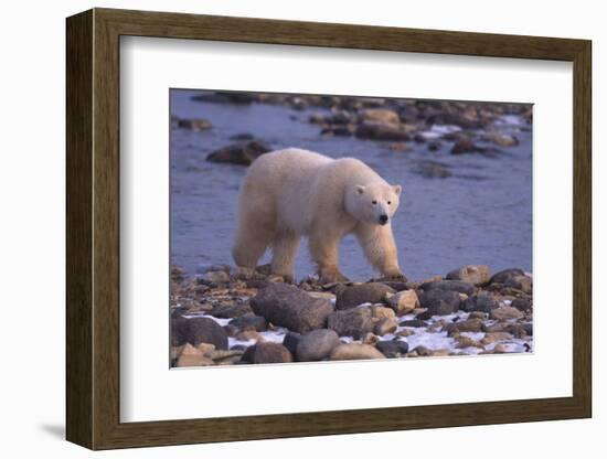 Polar Bear Walking on Rocks-DLILLC-Framed Photographic Print