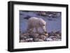 Polar Bear Walking on Rocks-DLILLC-Framed Photographic Print