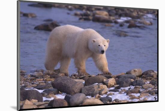 Polar Bear Walking on Rocks-DLILLC-Mounted Photographic Print