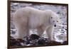 Polar Bear Walking on Rocks-DLILLC-Framed Photographic Print