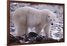 Polar Bear Walking on Rocks-DLILLC-Framed Photographic Print