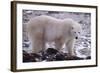 Polar Bear Walking on Rocks-DLILLC-Framed Photographic Print