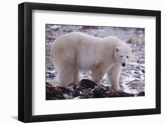 Polar Bear Walking on Rocks-DLILLC-Framed Photographic Print