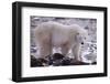 Polar Bear Walking on Rocks-DLILLC-Framed Photographic Print