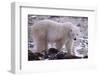 Polar Bear Walking on Rocks-DLILLC-Framed Photographic Print