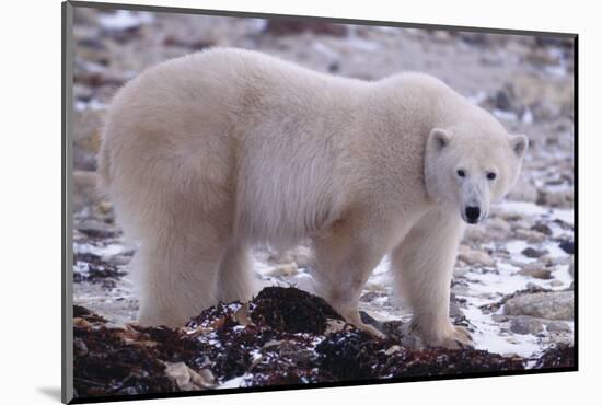 Polar Bear Walking on Rocks-DLILLC-Mounted Photographic Print