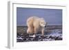 Polar Bear Walking on Rocks-DLILLC-Framed Photographic Print