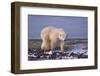 Polar Bear Walking on Rocks-DLILLC-Framed Photographic Print