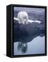 Polar Bear walking on rocky shoreline-Paul Souders-Framed Stretched Canvas