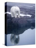 Polar Bear walking on rocky shoreline-Paul Souders-Stretched Canvas