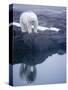 Polar Bear walking on rocky shoreline-Paul Souders-Stretched Canvas