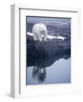 Polar Bear walking on rocky shoreline-Paul Souders-Framed Photographic Print