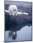 Polar Bear walking on rocky shoreline-Paul Souders-Mounted Photographic Print