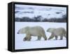 Polar Bear with a Cub, Ursus Maritimus, Churchill, Manitoba, Canada, North America-Thorsten Milse-Framed Stretched Canvas