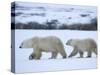 Polar Bear with a Cub, Ursus Maritimus, Churchill, Manitoba, Canada, North America-Thorsten Milse-Stretched Canvas