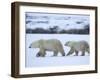 Polar Bear with a Cub, Ursus Maritimus, Churchill, Manitoba, Canada, North America-Thorsten Milse-Framed Photographic Print