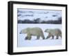 Polar Bear with a Cub, Ursus Maritimus, Churchill, Manitoba, Canada, North America-Thorsten Milse-Framed Photographic Print