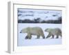 Polar Bear with a Cub, Ursus Maritimus, Churchill, Manitoba, Canada, North America-Thorsten Milse-Framed Photographic Print
