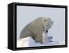 Polar Bear with a Cub, (Ursus Maritimus), Churchill, Manitoba, Canada-Thorsten Milse-Framed Stretched Canvas