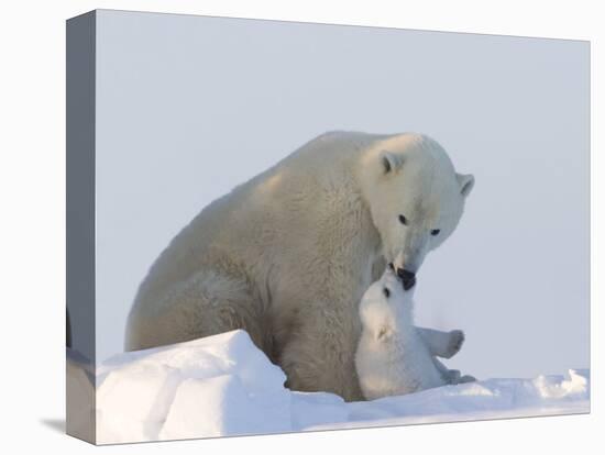 Polar Bear with a Cub, (Ursus Maritimus), Churchill, Manitoba, Canada-Thorsten Milse-Stretched Canvas
