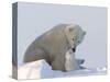 Polar Bear with a Cub, (Ursus Maritimus), Churchill, Manitoba, Canada-Thorsten Milse-Stretched Canvas