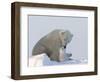 Polar Bear with a Cub, (Ursus Maritimus), Churchill, Manitoba, Canada-Thorsten Milse-Framed Photographic Print