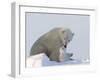 Polar Bear with a Cub, (Ursus Maritimus), Churchill, Manitoba, Canada-Thorsten Milse-Framed Photographic Print