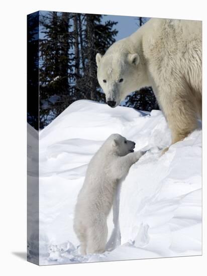 Polar Bear with a Cub, (Ursus Maritimus), Churchill, Manitoba, Canada-Thorsten Milse-Stretched Canvas