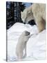 Polar Bear with a Cub, (Ursus Maritimus), Churchill, Manitoba, Canada-Thorsten Milse-Stretched Canvas