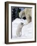 Polar Bear with a Cub, (Ursus Maritimus), Churchill, Manitoba, Canada-Thorsten Milse-Framed Photographic Print